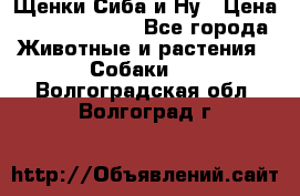 Щенки Сиба и Ну › Цена ­ 35000-85000 - Все города Животные и растения » Собаки   . Волгоградская обл.,Волгоград г.